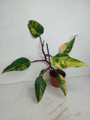 Philodendron Strawberry Shake