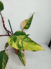 Philodendron Strawberry Shake