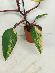 Philodendron Strawberry Shake