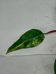 Philodendron Strawberry Shake