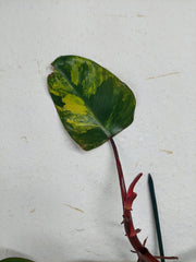 Philodendron Strawberry Shake