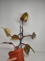 Philodendron Strawberry Shake