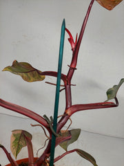 Philodendron Strawberry Shake