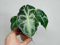 Alocasia Venom
