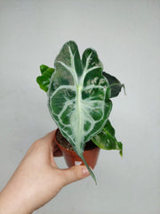 Alocasia Venom