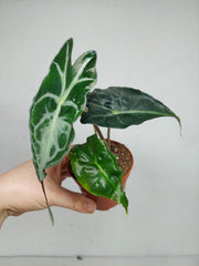 Alocasia Venom