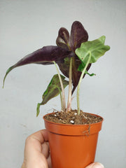 Alocasia Venom