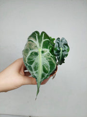 Alocasia Venom