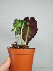 Alocasia Venom