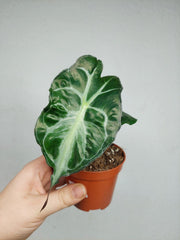 Alocasia Venom