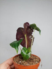 Alocasia Venom