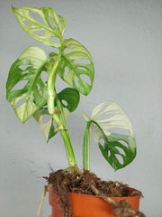 Monstera Adansonii Variegata