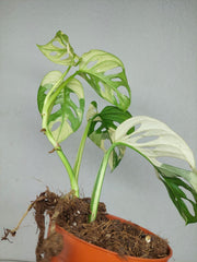 Monstera Adansonii Variegata