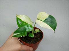 Monstera Jungle Mint