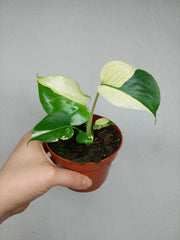 Monstera Jungle Mint