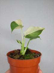 Monstera Jungle Mint