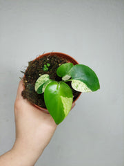 Monstera Jungle Mint