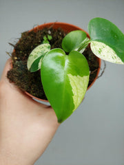 Monstera Jungle Mint