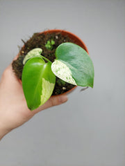 Monstera Jungle Mint