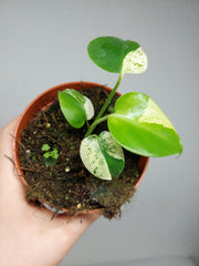 Monstera Jungle Mint