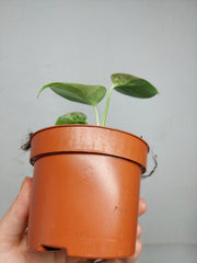 Monstera Jungle Mint