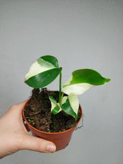 Monstera Jungle Mint