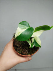 Monstera Jungle Mint