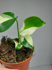 Monstera Jungle Mint