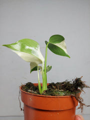 Monstera Jungle Mint