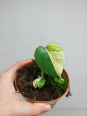 Monstera Jungle Mint