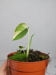 Monstera Jungle Mint