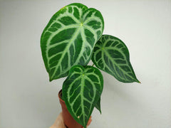 Anthurium Magnificum Hybrid