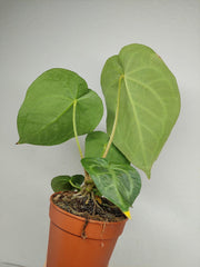 Anthurium Magnificum Hybrid