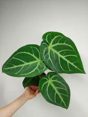 Anthurium Magnificum Hybrid