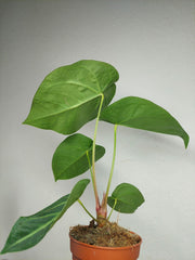 Anthurium Magnificum Hybrid