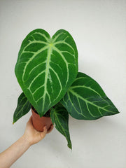 Anthurium Magnificum Hybrid