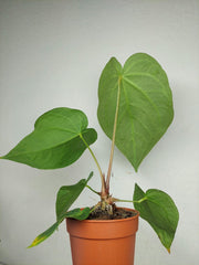 Anthurium Magnificum Hybrid