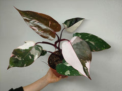 Philodendron Red Anderson Pink