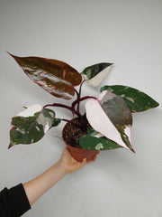 Philodendron Red Anderson Pink