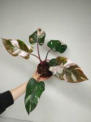 Philodendron Red Anderson Pink