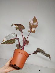 Philodendron Red Anderson Pink