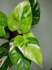 Philodendron White Princess Aurea Tricolor