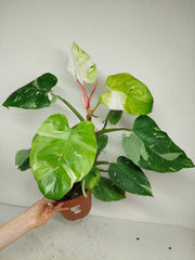 Philodendron White Princess Aurea Tricolor