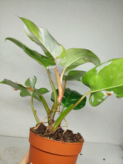 Philodendron White Princess Aurea Tricolor