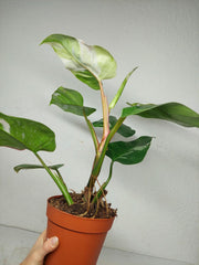 Philodendron White Princess Aurea Tricolor