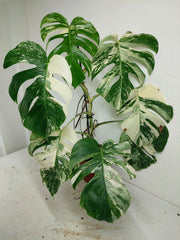 Monstera Variegata (zum aussuchen)