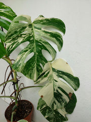 Monstera Variegata (zum aussuchen)