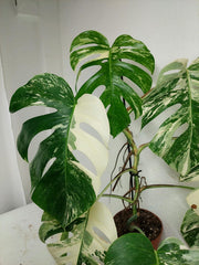 Monstera Variegata (zum aussuchen)
