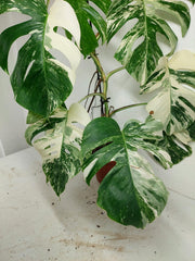 Monstera Variegata (zum aussuchen)