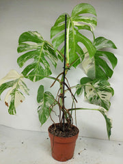 Monstera Variegata (zum aussuchen)